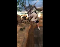 Guy jumps into museum dinosaur exhibit then jumps out 