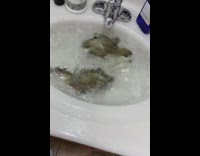 Two ducks swim in white sink water