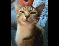 Grey Kitten Gets Scratches on Head 