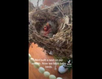 Collab ClipsIG - Bird built nest on wreath 