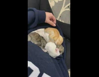 Baby bunnies sleep in hoodie pouch 