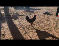 Angry rooster attack remote control truck dirt