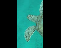 Turtle swim up close with people sea