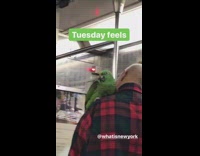 Pt. 2 Man red plaid shirt stands with green bird parrot on shoulder on subway train