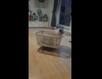 Cat sits in basket and on vacuum 