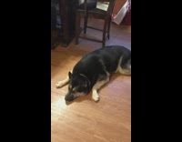 Black dog lays down floor puppy photo 