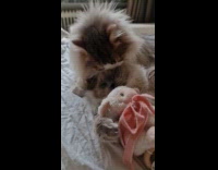 Cat licks other cat cozying on bed