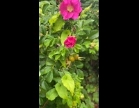 Bumblebee come out from the purple flower