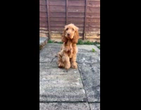 Brown dog use one arm wave at camera