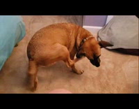 Brown dog show butt and wagging tail