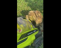 Tortoise standing in front of lawnmower 