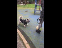 Collab Pets For All - Woman plays soccer with her dog, dog bites ball and runs away