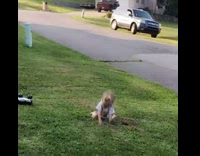 little kid with bowl cut face plants on grass