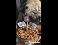 Pug dog eats birthday cake blue harness 
