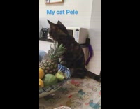 Cat on table chew eat pineapple leaves