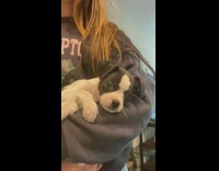 Puppy dog yawns in girls arm 