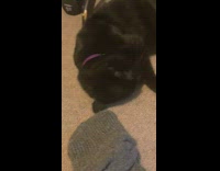 Pet cat with violet collar tongue stick out