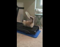 Cat walk and exercise on a treadmill