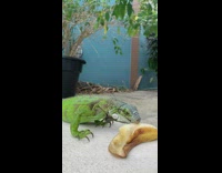 Green iguana eats plantain 