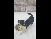 black dog running around with ball in mouth in slomo
