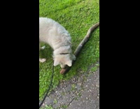 white dog scratches at large stick on floor