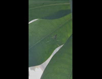 Cellar spider shoot web from a leaf
