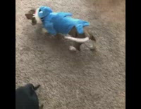 Brown dog wears shark costume and wags tail with Baby shark song playing