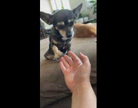 Collab BitchMP - Chihuahua giving girl paw take my strong hand