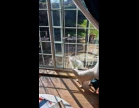 Cat headbutts glass door rolls on floor