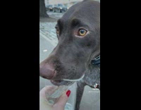 Black dog drinking water out of cup stops when car honks 