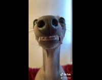 Grey italian greyhound dog dances on bed