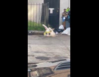 Bunny mascot head dumped on street