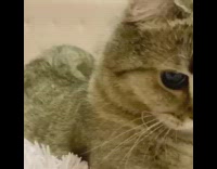 Cat tries to catch blue laser light 