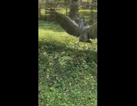 Big grey Ciconiiforme bird scares people 