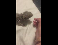 Girl feed cilantro leaves to bearded dragon