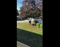 Wild moose walks and runs at the house backyard
