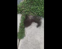 Swarm of black ants by some grass