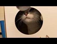 Cat in box with round cut out 