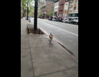 Two people protects turkey from the street
