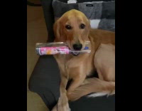 Dog holds head scratcher massager in mouth on couch seat