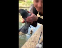 Collab BitchMP - Girl dine out catches pigeon near table