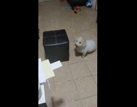 Dog jump scares from the printer