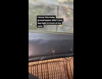 Small bug looks like it lags and glitches 