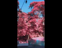 Filter turns trees pink backyard pool 