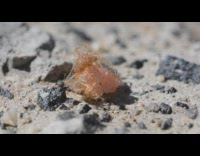 Paratarsotomus macropalpis mite crawls around orange rock
