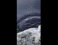 Turtle falls and flips into water 