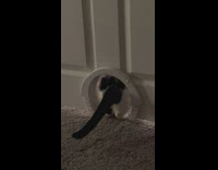 Black and white kitten cat crawls through door hole