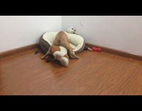 Brown puppy stuffed dog toy red bone