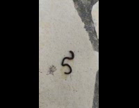 Black red worm squirm white rock tile 