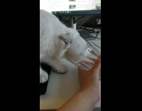 White cat try to fit head inside glass